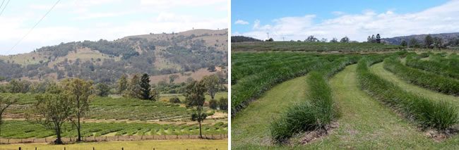 Boonah Vertiver Septic Treatment System.