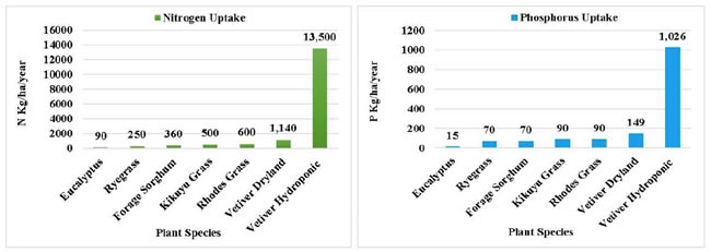 Nitrogen and Phosporous uptake of vetiver grass vs. other commonly used disposal field crops. 