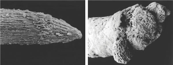 Root tip affected by aluminium toxicity. 