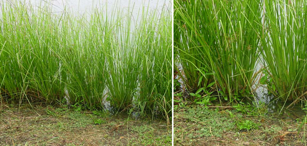 Vetiver grass in cyclic wetland. 
