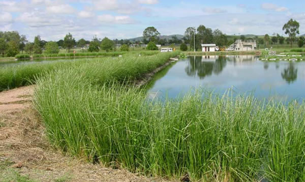 Better residual processing with vetiver grass. 