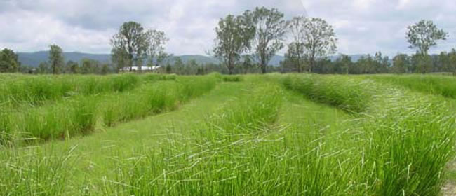 Vetiver Cyclic Wetland. 