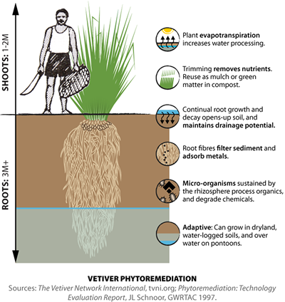 Vetiver Phytoremediation: Water treatment residual processing