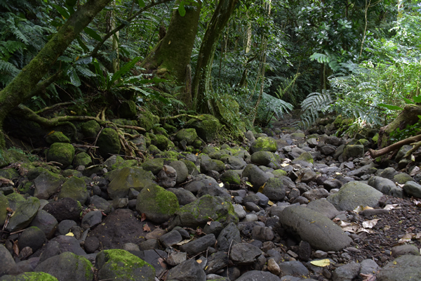 Turangi streambed in dry conditions.