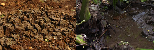 Left: Detail from Avana sludge platform. Right: Sludge in Turangi streambed.