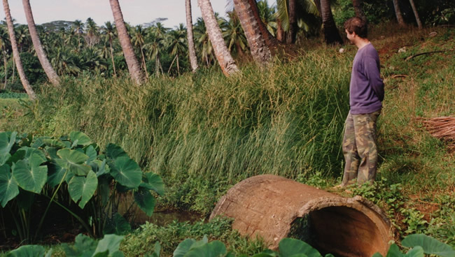 Vetiver in Atiu, Cook Islands. 