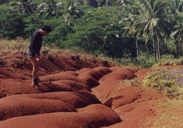 Vetiver erosion control, Mangaia pineapple plantation rehabilitation. 
