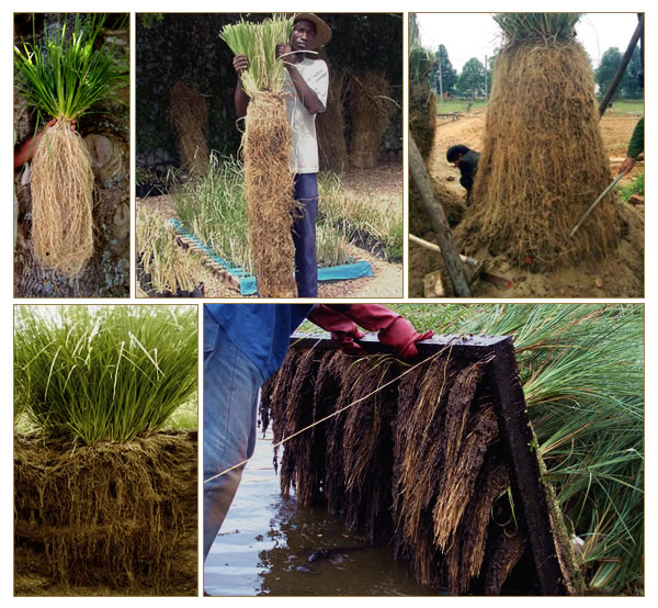 Vetiver grass morphology, characteristics. 