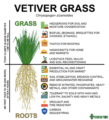 Vetiver Diagram. 